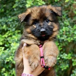 Kurlie - Sable female German Shepherd puppy in Canton, Texas from WILDWOOD GERMAN SHEPHERDS