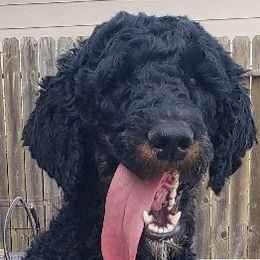 Ember - Poodle