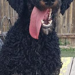 Ember - Poodle