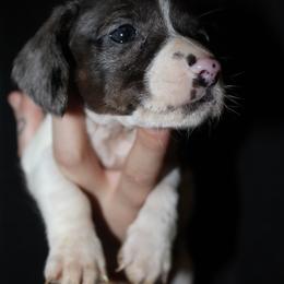 Buzz - Dapple male Dachshund puppy in Kilgore, Texas from The Barefield Doxies