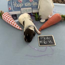 Boy 2 - Liver roan male German Shorthaired Pointer puppy in Kathleen, Florida from Alex Yates GSP's