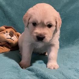 Paco - Light golden male Golden Retriever puppy in Ennis, Texas from Amberidge Golden Retrievers