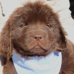 Trix-ee (Lt. Blue) - Brown female Newfoundland puppy in Kimball Twp, Michigan from Pine River Newfoundlands