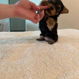 Female 2 - Black and tan female Yorkshire Terrier puppy in Phoenix, Arizona from Yorkshire Estate Yorkies