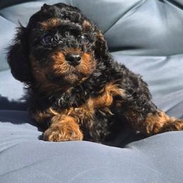 Colorado - Phantom male Poodle puppy in Covington, Virginia from A  Gift from above kennel,  LLC