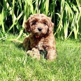 Cavapoo Puppies from Cavapoo Cuddles