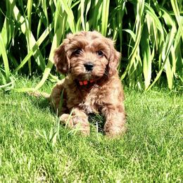 Cavapoo Puppies from Cavapoo Cuddles