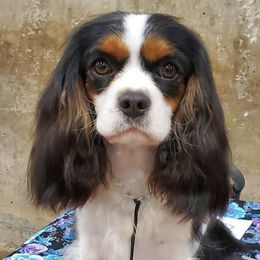 Cavalier King Charles Spaniels from RoanCliff Cavaliers