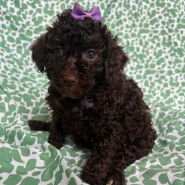 Sina - Chocolate female Goldendoodle puppy in Camden, North Carolina from Oopsie Doodles of NC