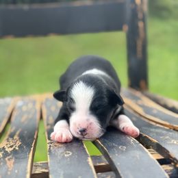 Chubbs - Black tri male Miniature Australian Shepherd puppy in Stuart, Virginia from Apple Tree Mini Aussies