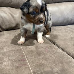 Blue - Blue merle male Miniature Australian Shepherd puppy in Deer Park, Washington from Clinedinst Mini Aussies