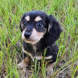 Whisper - Black and cream female Dachshund puppy in Lakeland, Florida from Buckwild Doxies