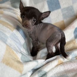Ruth - Pink and chocolate female Chinese Crested puppy in Aberdeen, Idaho from Willow Creek Cresteds