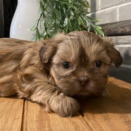 Girl 4 - Liver female Shih Tzu puppy in Lexington, North Carolina from SCS Shih Tzus
