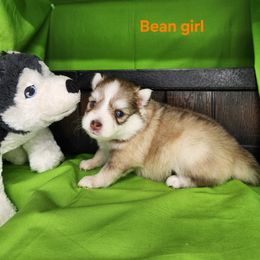 Bean girl - Red and white female Pomsky puppy in Isanti, Minnesota from Magnum Pomskies