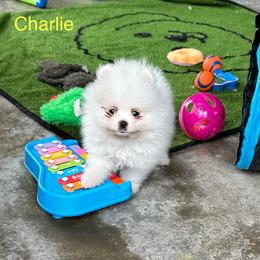 Charlie - White male Pomeranian puppy in Lyons, Georgia from Its a Poms Life Kennel