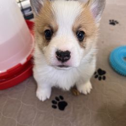Pembroke Welsh Corgi Puppies from Chases Dream Kennel