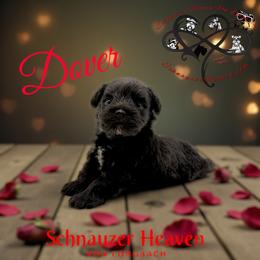 Dover AKC - Black male Miniature Schnauzer puppy in Pelzer, South Carolina from Schnauzer Heaven Von Longbach