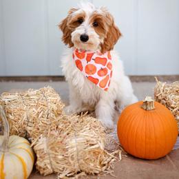 Boulder - Parti male Goldendoodle puppy in Boise, Idaho from Goldendoodle Baby