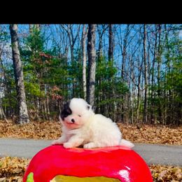 Harvest - Black parti male Pomeranian puppy in Buck Valley, Pennsylvania from Buck Valley Pomeranians