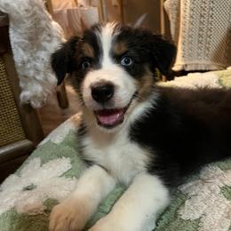 Duke Of Weselton - Black tri-color male Australian Shepherd puppy in Hemet, California from Perfect Companion Aussie's