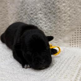 Raven - Black female Cane Corso puppy in Utah from 3Lake Kennelz