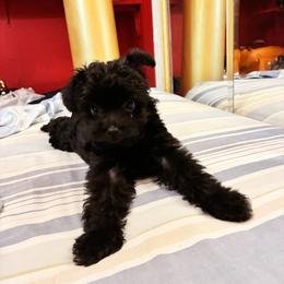 Cyprus Caesar - Black male Yorkipoo puppy in Jersey City, New Jersey from Tuts Pups Cafe