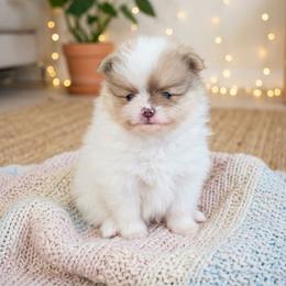 Salem - Orange sable female Pomeranian puppy in West Sacramento, California from Northern Cali Pompoms