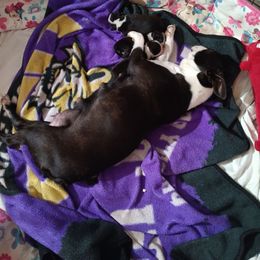 Boston Terrier Puppies from Candi's Boston Terriers