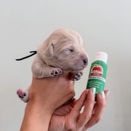 Girl 8 - Emerald - Light golden female Golden Retriever puppy in Mc Minnville, Tennessee from Wishaw Whisky Golden Retrievers