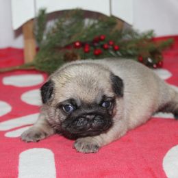 Ripper - Fawn male Pug puppy in Tuscola, Illinois from Dream on puppies