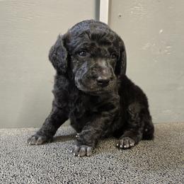 Blue Collar - Blue male Poodle puppy in Patterson, California from Paterson Poodles