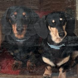 Dachshunds from Gilbert Acres