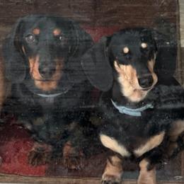 Dachshunds from Gilbert Acres
