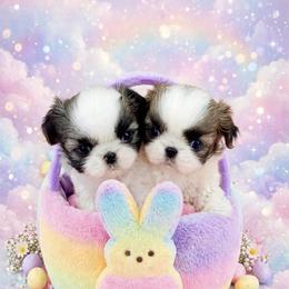 Shichon and Shih Tzu Puppies from Angie’s Teddy Bear Puppies Minnesota