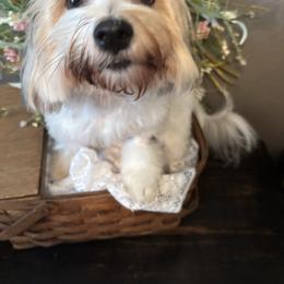 Wheeler - Coton de Tulear