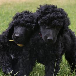 Blissey - Black female Poodle puppy in Ephrata, Washington from NCR Ranch