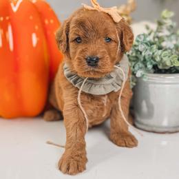 LUCY - Red  female Goldendoodle puppy in Iola, Texas from Supreme Doodles of Texas