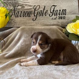 Huck - White and red male Border Collie puppy in Moody, Texas from Narrow Gate Farm