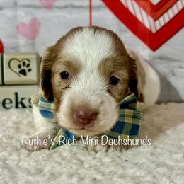 Boy one - Chocolate and cream male Dachshund puppy in Lakeland, Florida from Ruthie’s Rich Mini Dachshunds