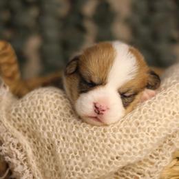 Theodore (Teddy) - Red male Pembroke Welsh Corgi puppy in Benton, Arkansas from High Cotton Corgis