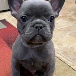 French Bulldogs from Bella Blu's Bullies