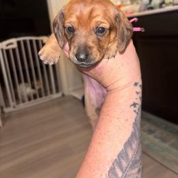 Lolli - Red female Dachshund puppy in Magnolia, Texas from Little Honey’s Dachshunds