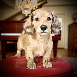 Freddy - Cream male Dachshund puppy in Washington, North Carolina from Elegant Dachshunds-Eledox