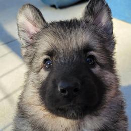 Puppy 2 - Gray sable male Shiloh Shepherd puppy in Plant City, Florida from Look Up Shilohs