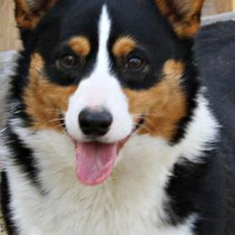 Pembroke Welsh Corgis from Crown Butte Corgi's