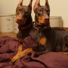 Doberman Pinscher Puppies from Laurel Vail