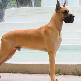 Stewart - Great Dane