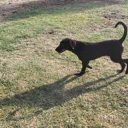 Labrador Retriever Puppies from Rick's Retrievers