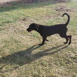 Labrador Retriever Puppies from Rick's Retrievers